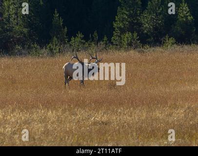 Troupeau de wapitis dans le parc national de Yellowstone en automne Banque D'Images