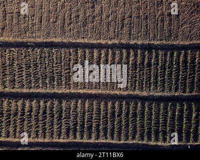 potager dans le village au début du printemps, de jeunes pousses vertes sont visibles dans la vue aérienne au sol, pas de gens Banque D'Images