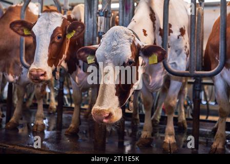 vaches dans une ferme en gros plan. Vaches laitières dans une ferme. Banque D'Images