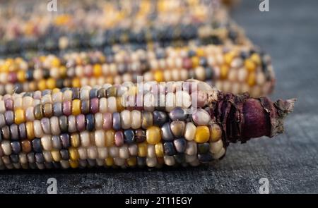 Plusieurs épis de maïs colorés de différentes couleurs se trouvent les uns à côté des autres. Le maïs ornemental existe en rose, bleu, jaune et blanc. Les pistons sont phot Banque D'Images