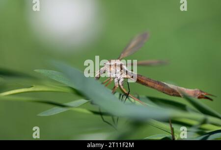Gros plan d'une mouche grue (Tipulidae) cachée derrière des feuilles vertes. L'animal est pris sur le côté. Lumière verte et brillante en arrière-plan. Banque D'Images