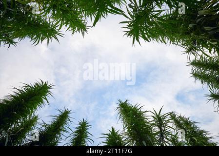vue du ciel nuageux bleu à travers de grands plants de cannabis vert de bas en haut Banque D'Images