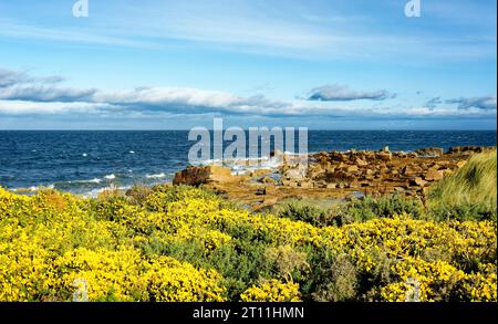 Hopeman Moray Coast Scotland grès rochers bleu mer et gorse jaune fleurs en octobre Banque D'Images