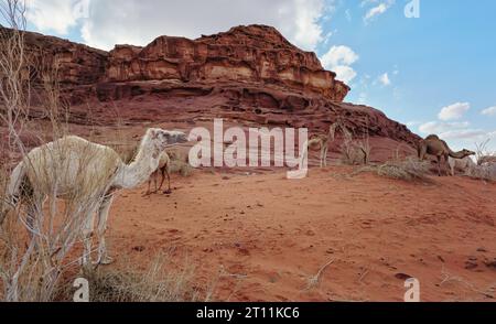 Groupe de chameaux paître sur de petits arbustes dans le sable rouge orange du désert de Wadi Rum, hauts montagnes rocheuses arrière-plan Banque D'Images