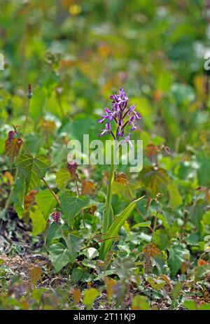 Orchidée militaire (Orchis militaris) poussant dans le défrichement forestier du Suffolk, Royaume-Uni. Juillet Banque D'Images