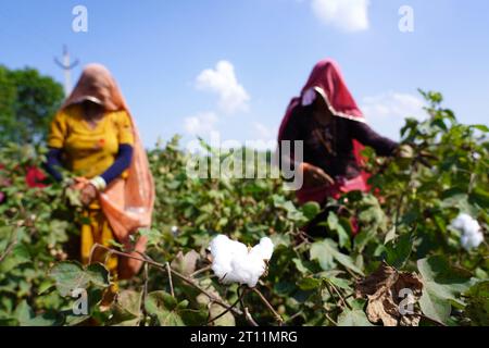 Ajmer, Inde. 10 octobre 2023. Des agriculteurs indiens arrachent des cultures de coton dans un champ à la périphérie d'Ajmer, Rajasthan, Inde, le 10 octobre 2023. Photo de ABACAPRESS.COM crédit : Abaca Press/Alamy Live News Banque D'Images