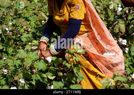 Ajmer, Inde. 10 octobre 2023. Des agriculteurs indiens arrachent des cultures de coton dans un champ à la périphérie d'Ajmer, Rajasthan, Inde, le 10 octobre 2023. Photo de ABACAPRESS.COM crédit : Abaca Press/Alamy Live News Banque D'Images