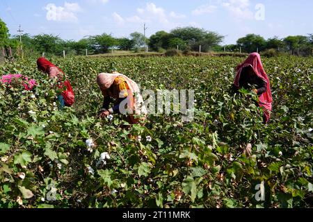 Ajmer, Inde. 10 octobre 2023. Des agriculteurs indiens arrachent des cultures de coton dans un champ à la périphérie d'Ajmer, Rajasthan, Inde, le 10 octobre 2023. Photo de ABACAPRESS.COM crédit : Abaca Press/Alamy Live News Banque D'Images