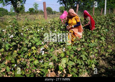 Ajmer, Inde. 10 octobre 2023. Des agriculteurs indiens arrachent des cultures de coton dans un champ à la périphérie d'Ajmer, Rajasthan, Inde, le 10 octobre 2023. Photo de ABACAPRESS.COM crédit : Abaca Press/Alamy Live News Banque D'Images