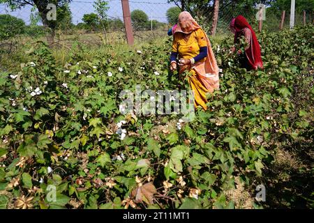 Ajmer, Inde. 10 octobre 2023. Des agriculteurs indiens arrachent des cultures de coton dans un champ à la périphérie d'Ajmer, Rajasthan, Inde, le 10 octobre 2023. Photo de ABACAPRESS.COM crédit : Abaca Press/Alamy Live News Banque D'Images