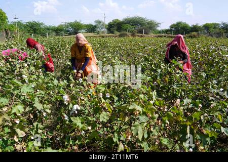 Ajmer, Inde. 10 octobre 2023. Des agriculteurs indiens arrachent des cultures de coton dans un champ à la périphérie d'Ajmer, Rajasthan, Inde, le 10 octobre 2023. Photo de ABACAPRESS.COM crédit : Abaca Press/Alamy Live News Banque D'Images