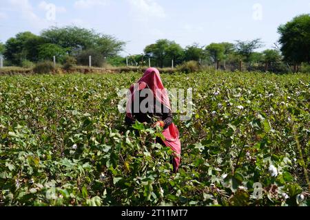 Ajmer, Inde. 10 octobre 2023. Des agriculteurs indiens arrachent des cultures de coton dans un champ à la périphérie d'Ajmer, Rajasthan, Inde, le 10 octobre 2023. Photo de ABACAPRESS.COM crédit : Abaca Press/Alamy Live News Banque D'Images