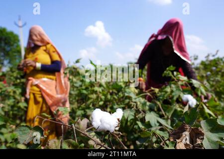 Ajmer, Inde. 10 octobre 2023. Des agriculteurs indiens arrachent des cultures de coton dans un champ à la périphérie d'Ajmer, Rajasthan, Inde, le 10 octobre 2023. Photo de ABACAPRESS.COM crédit : Abaca Press/Alamy Live News Banque D'Images