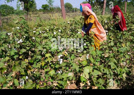 Ajmer, Inde. 10 octobre 2023. Des agriculteurs indiens arrachent des cultures de coton dans un champ à la périphérie d'Ajmer, Rajasthan, Inde, le 10 octobre 2023. Photo de ABACAPRESS.COM crédit : Abaca Press/Alamy Live News Banque D'Images