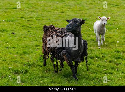 Brebis de mouton des Shetland avec toison déchiquetée avant de la tondre avec de l'agneau, East Lothian, Écosse, Royaume-Uni Banque D'Images