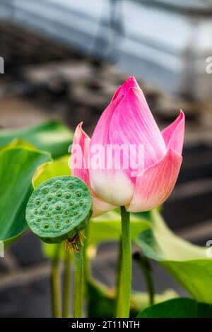 Dans cette image, un lotus rose entièrement fleuri est le centre de l'attention, sa gousse verte de graines juste visible à proximité. Banque D'Images