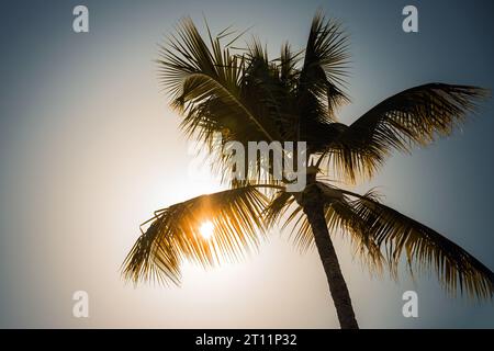 Silhouette de palmier avec soleil brillant derrière, fond tropical de coucher de soleil Banque D'Images
