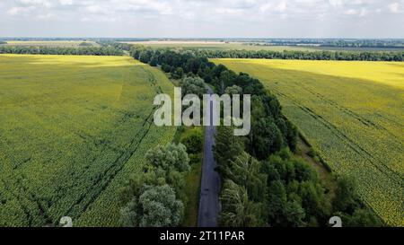 Une route étroite entre deux champs de tournesol.Les arbres poussent des deux côtés de la route, paysage. Banque D'Images