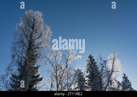 Cime des arbres givrée contre un ciel bleu en hiver en Finlande Banque D'Images