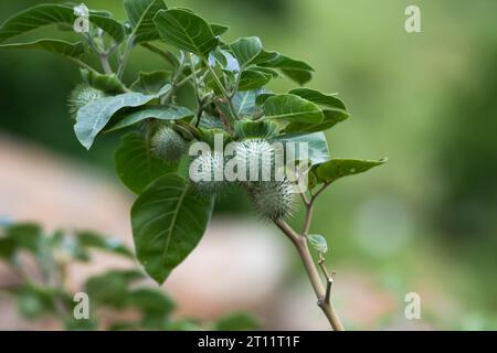 Gros plan de fruit de pomme d'épine tourné à la lumière du jour.Datura est un genre de neuf espèces de plantes à fleurs vespertine vénéneuses appartenant à la famille Solanace Banque D'Images