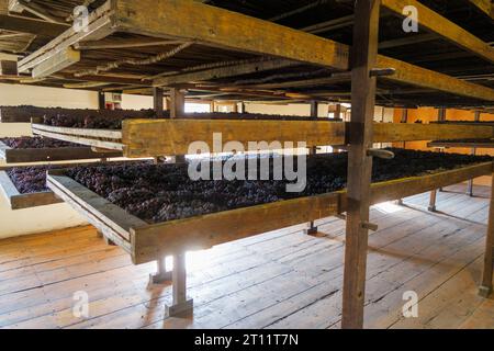 Raisins subissant le processus appassimento, une technique italienne traditionnelle de vinification utilisée pour produire des vins riches et concentrés Banque D'Images