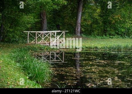 Pont sur un ruisseau, fait de bouleau blanc, près d'un étang forestier envahi. Banque D'Images