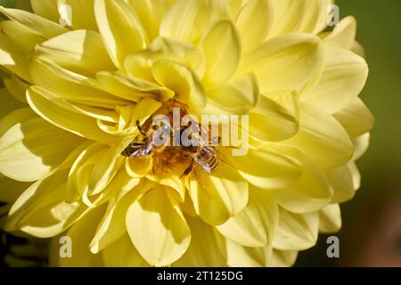 Au milieu de l'or de l'automne, une abeille à miel danse sur le Dahlia jaune, sirotant du nectar. Une scène sereine dans la tapisserie de la nature. Banque D'Images