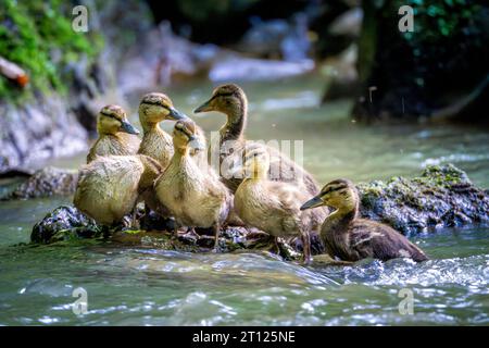 Groupe de petits canetons sur un rocher entouré d'un ruisseau coulant Banque D'Images