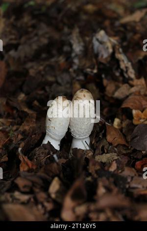 Shaggy Inkcaps (Coprinus comatus) se couple dans les forêts britanniques Banque D'Images