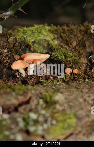Champignon à la pêche ridée (Rhodote palmatus) sur mousse dans les bois britanniques Banque D'Images