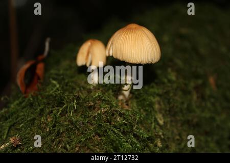 Champignons Inkcap scintillants (Coprinellus micaceus) sur mousse Banque D'Images