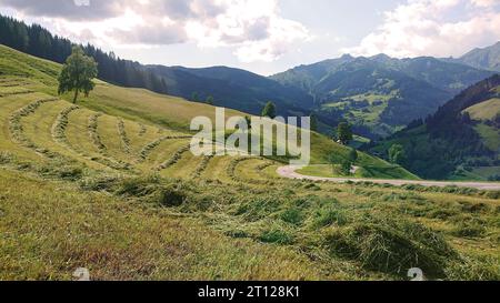 Sommer auf der Alm Großarltal Salzburg Österreich Banque D'Images