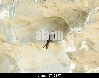 Le faucon d'Éléonore (Falco eleonorae) perché sur une falaise calcaire, Chypre. Banque D'Images