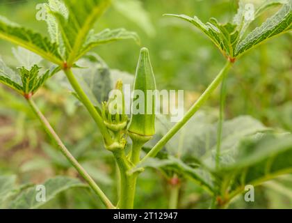 Gros plan de Okra.Lady Fingers. Ladyfingers ou légume okra sur plante à la ferme. Plantation d'okra naturel. Légume d'okra frais. Champ Lady Fingers. Banque D'Images