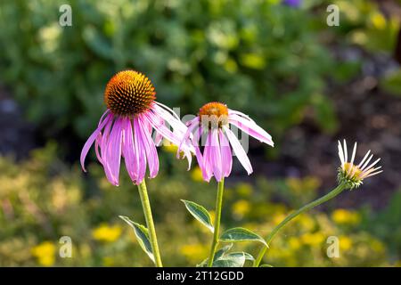 Fleurs communément appelées fleurs de conée (Echinacea). La conefelse pourpre pâle, une espèce menacée dans le Wisconsin, est une espèce indigène Banque D'Images