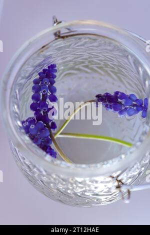 Blumen im détail Nahaufnahme Fokus Weißer hintergrund Blumen im durchsichtigen Glas Blumenansicht von oben fleur gros plan frühling printemps Banque D'Images