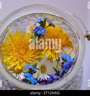 Blumen im détail Nahaufnahme Fokus Weißer hintergrund Blumen im durchsichtigen Glas Blumenansicht von oben fleur gros plan frühling printemps Banque D'Images