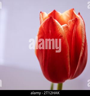 Blumen im détail Nahaufnahme Fokus Weißer hintergrund rote Tulpe Frühling fleur close up fond blanc tulipe rouge printemps Banque D'Images