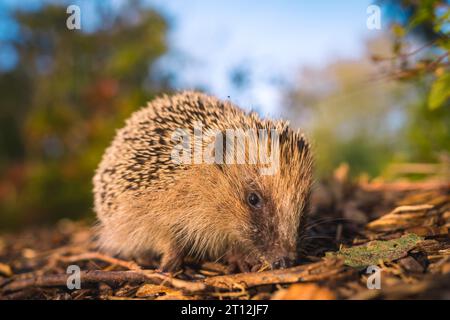 Un petit hérisson dans une forêt marchant en automne Banque D'Images