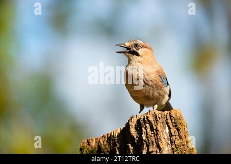 Beau portrait du geai eurasien, Garrulus glandarius. Un oiseau est assis dans la forêt d'été sur une souche. Scène de la faune de la république tchèque Banque D'Images