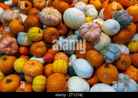 Variétés colorées de citrouilles et de courges à vendre pendant Thanksgiving au marché fermier local. Banque D'Images