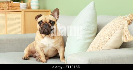 Mignon bulldog français sur le canapé dans le salon Banque D'Images