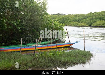 Canoës amarrés sur la rive à côté de la mange. Bateaux de pêche. Maragogipe, Brésil. Banque D'Images