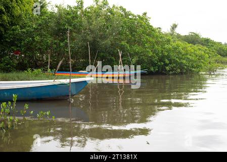 Canoës amarrés sur la rive à côté de la mange. Bateaux de pêche. Maragogipe, Brésil. Banque D'Images