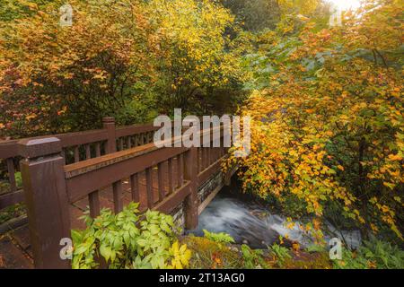 Passerelle de randonnée au-dessus de la paisible crique entourée de beaux feuillages automnaux dans la gorge du fleuve Columbia, Oregon Banque D'Images