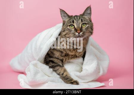 Chat rayé enveloppé dans une serviette blanche sur fond rose. Banque D'Images