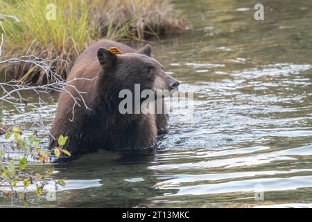 Un ours noir sauvage, Ursus americanus, dans un ruisseau, tentant de trouver des saumons migrateurs à manger et à engraisser pour l'hiver. Banque D'Images