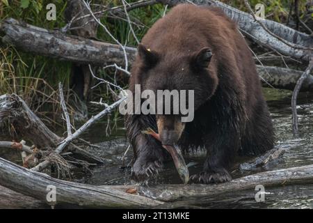 Un ours noir, Ursus americanus, tire un saumon kokané, Oncorhynchus nerka, hors de l'eau. Banque D'Images