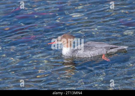 Un merganser commun, Mergus merganser, nage au-dessus du saumon kokanee en frai, Oncorhynchus nerka, dans un ruisseau. Banque D'Images