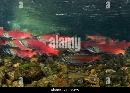 Le saumon kokané (Oncorhynchus nerka), les poissons sont scolarisés ensemble et migrent en amont pour frayer et terminer leur cycle de vie. Banque D'Images